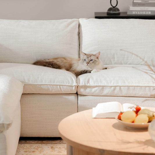 Top 5 Pet-Friendly Furniture Features Every Pet Owner Needs