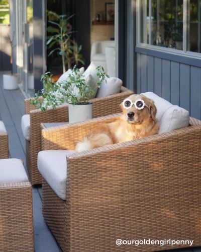 A dog wearing glasses lounges on a wicker chair with cushions