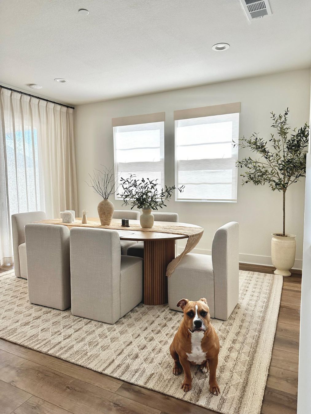 A brown and white dog sits on a rug in front of a modern dining table with beige chairs and large windows.