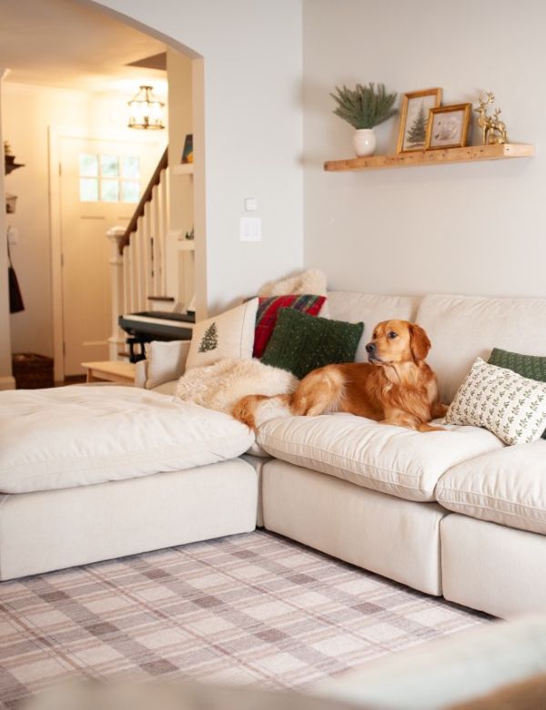 A golden retriever lounges on a cozy white sectional sofa